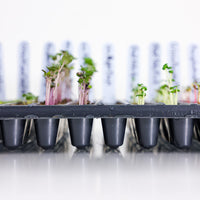 20 Row Germination Trays