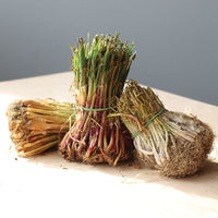 Onion Long Day 30 Bunch Collection - Live Plants