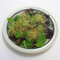 Spicy Mix Sprouts Organic Seeds