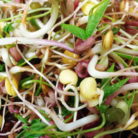 Bean Mix Sprouts Organic Seeds