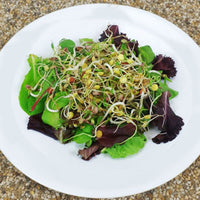 Bean Mix Sprouts Organic Seeds