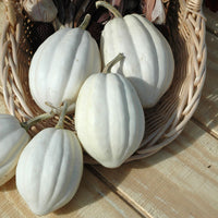 Squash Mashed Potatoes F1 Seed