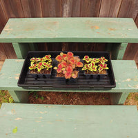 Tray No Drainage 11 X 21