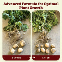 Blooms Super Sprout 10-3-3 Fertilizer
