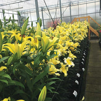 Lily Yelloween Bulbs