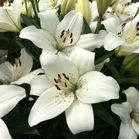 Lily Eyeliner Bulbs