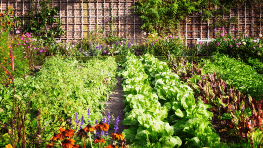 Essential Plant Micronutrients: The Key to Healthy Growth