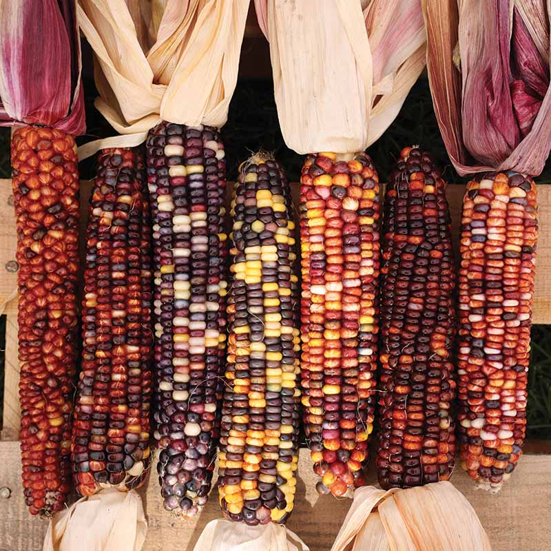 Ornamental Corn Red Stalker Seed