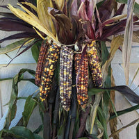 Ornamental Corn Red Stalker Seed