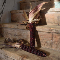 Ornamental Corn Red Stalker Seed