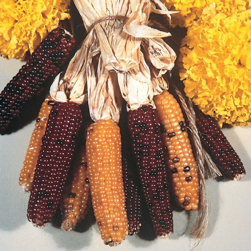 Ornamental Corn Indian Fingers Seed