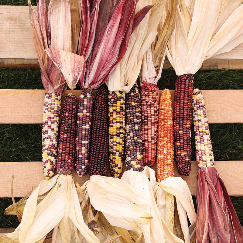 Ornamental Corn Underwood's Ornamental Seed