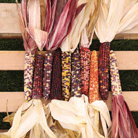 Ornamental Corn Underwood's Ornamental Seed