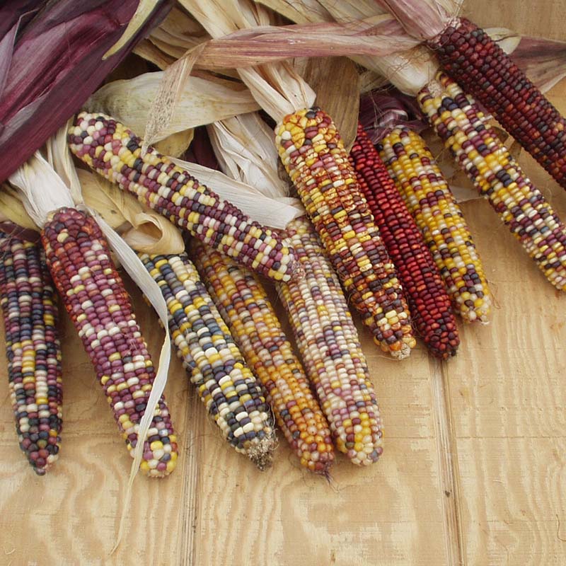 Ornamental Corn Underwood's Ornamental Seed