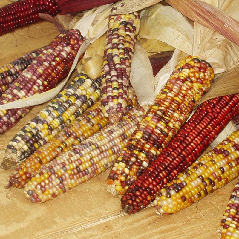 Ornamental Corn Underwood's Ornamental Seed
