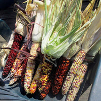Ornamental Corn Underwood's Ornamental Seed