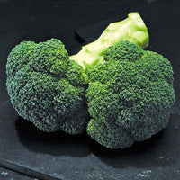 Broccoli Gypsy F1 Seed