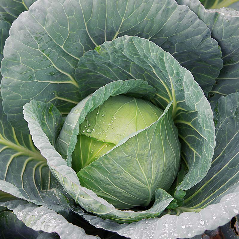 Cabbage Bravo F1 Seed