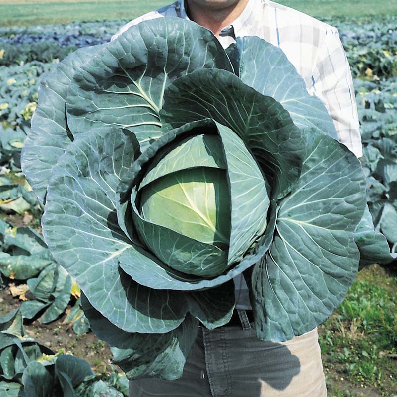 Cabbage Bravo F1 Seed