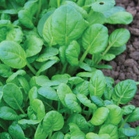 Mustard Tatsoi Seed
