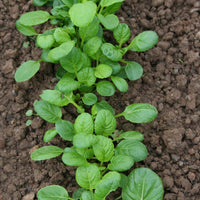 Mustard Tatsoi Seed