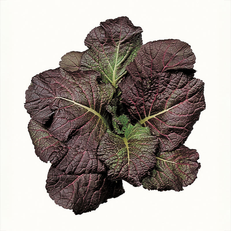 Mustard Red Giant Seed