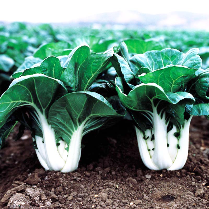 Pak Choi Joi Choi F1 Seed