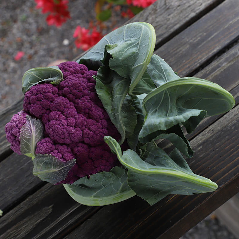 Cauliflower Graffiti F1 Seed