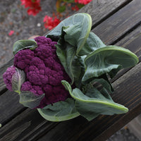 Cauliflower Graffiti F1 Seed