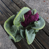 Cauliflower Graffiti F1 Seed