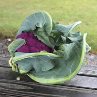 Cauliflower Graffiti F1 Seed