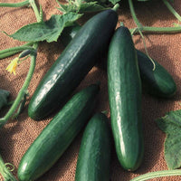 Cucumber Diva F1 Seed