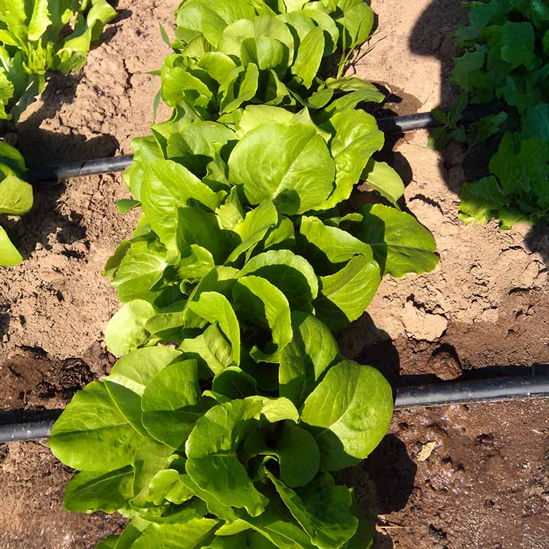 Lettuce Buttercrunch Seed