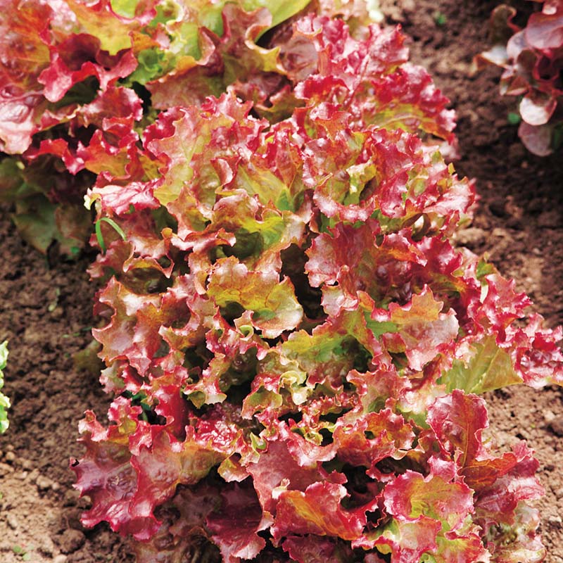 Lettuce New Red Fire MTO Seed