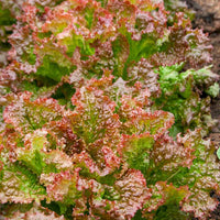 Lettuce New Red Fire MTO Seed