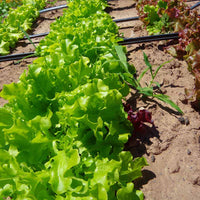 Lettuce Green Salad Bowl Seed