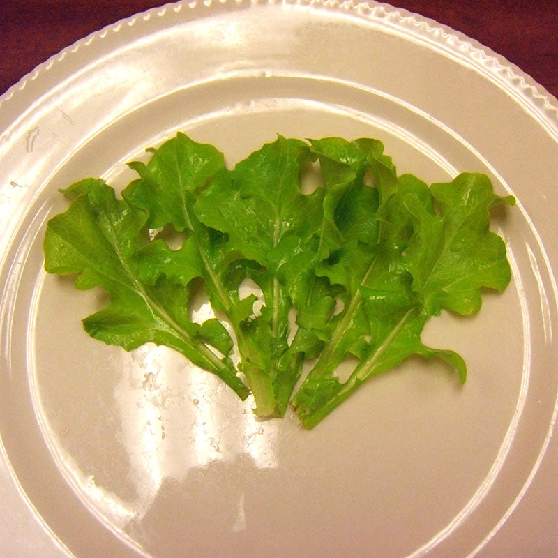 Lettuce Green Salad Bowl Seed