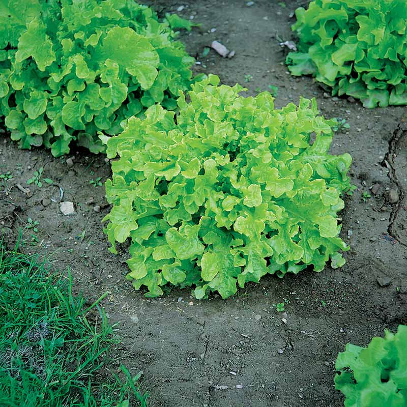 Lettuce Green Salad Bowl Seed