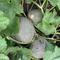 Melon Ambrosia F1 Seed