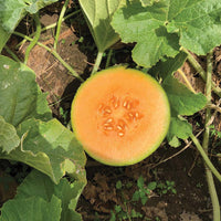 Melon Ambrosia F1 Seed