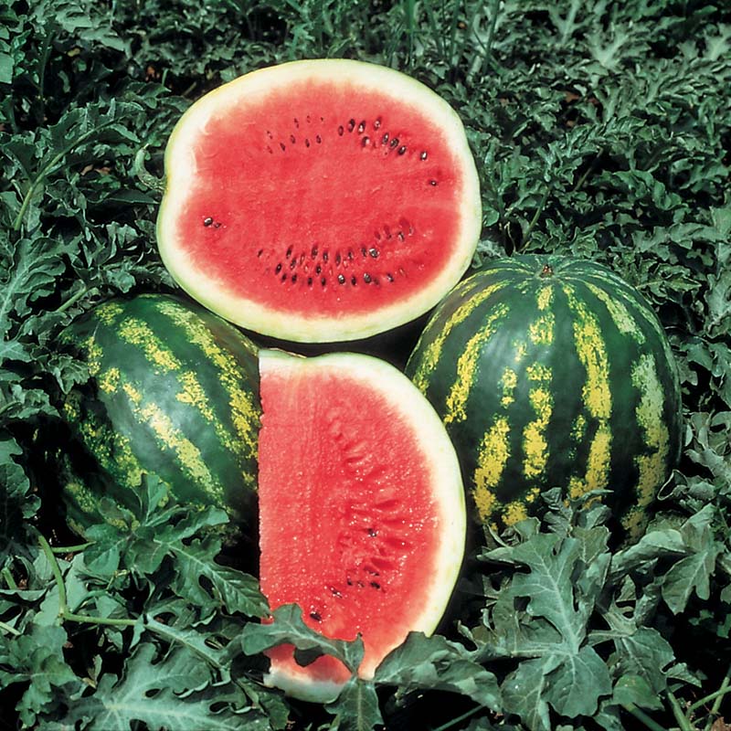 Watermelon Crimson Sweet Seed