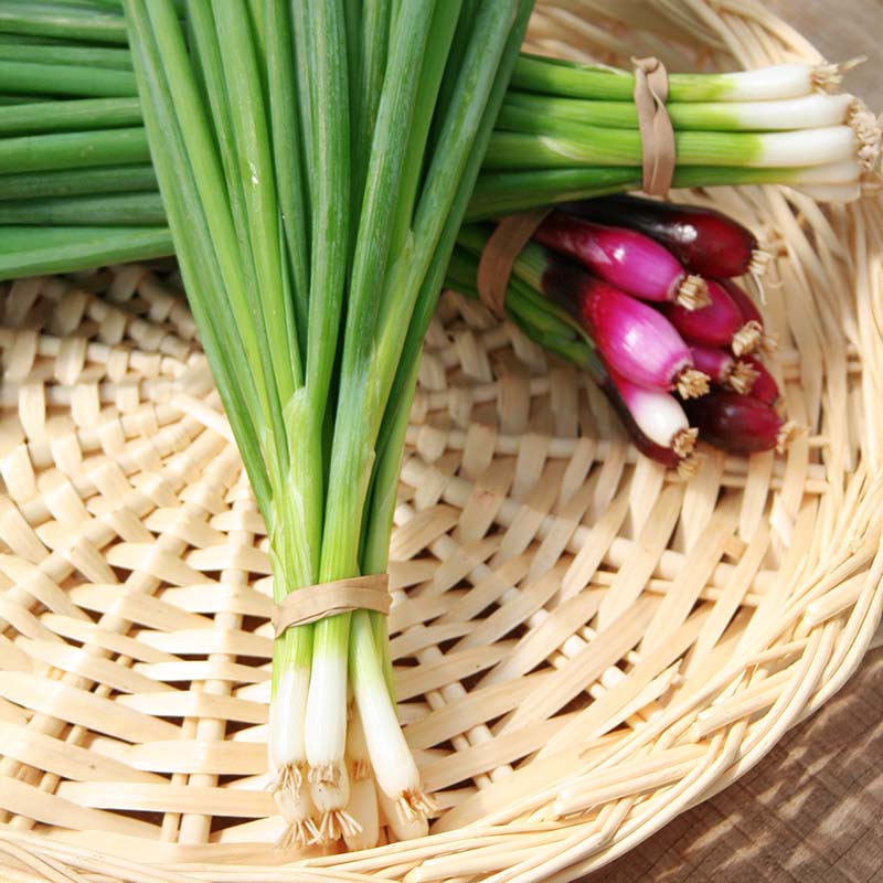 Onion Tokyo Long White Seed