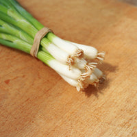Onion Tokyo Long White Seed