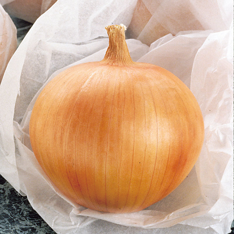 Onion Candy F1