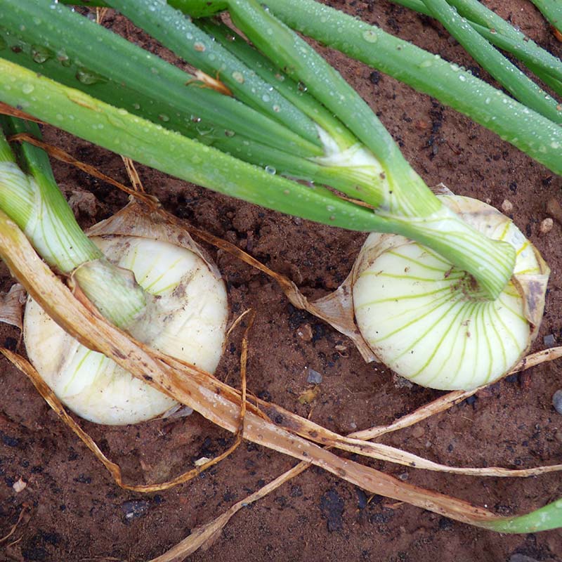 Onion Super Star F1