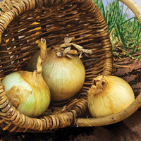 Onion Yellow Sweet Spanish