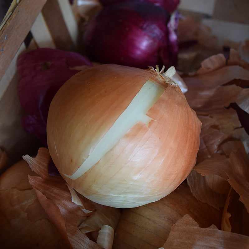 Onion Yellow Sweet Spanish