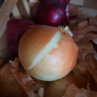 Onion Yellow Sweet Spanish
