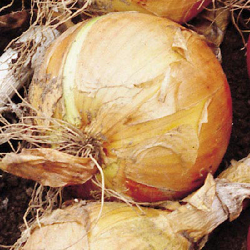 Onion Yellow Sweet Spanish