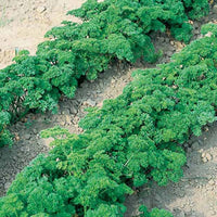 Parsley Banquet Seed